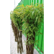 Wierzba Pleciona 160 cm
